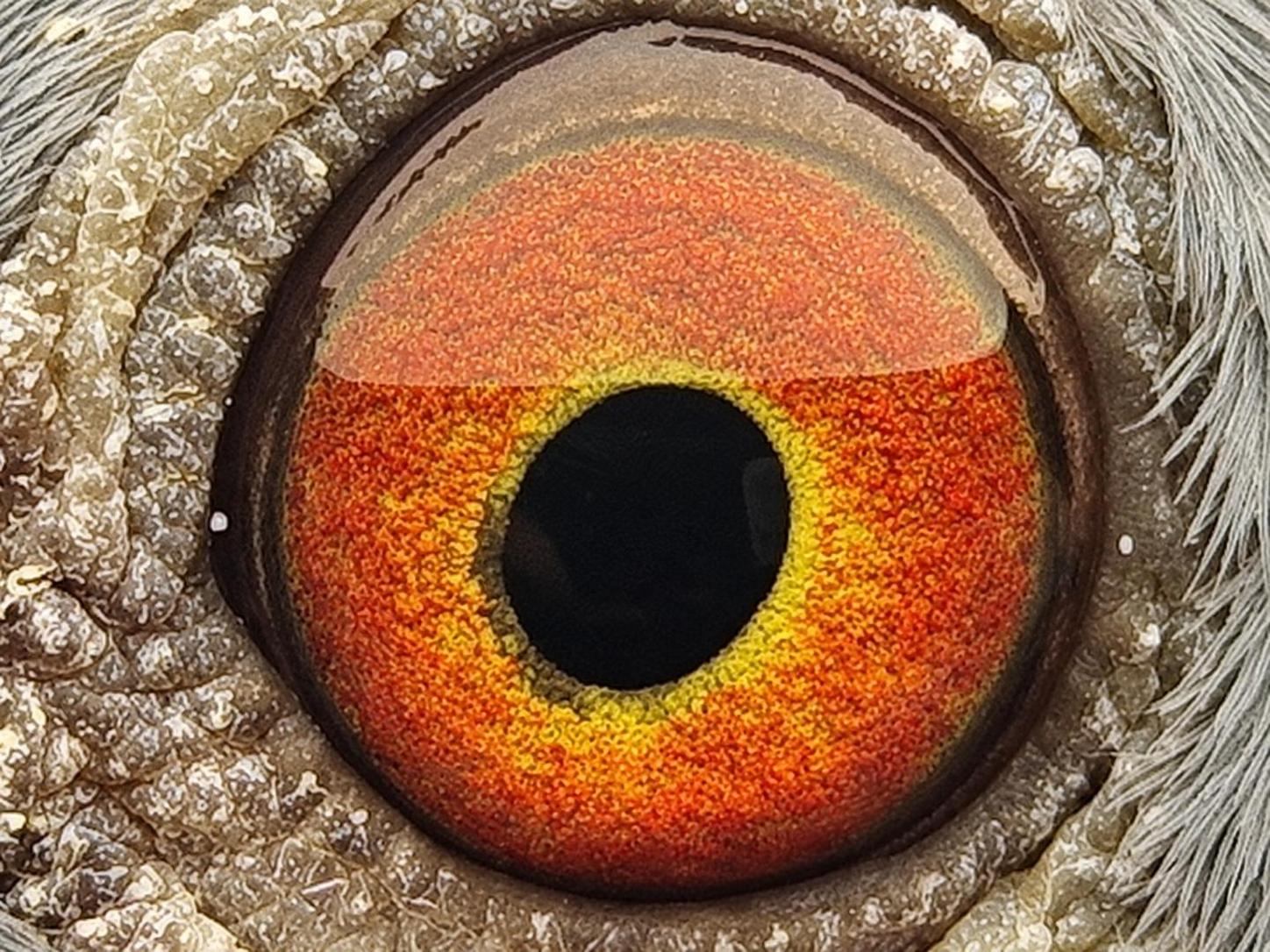 Pigeon eye
